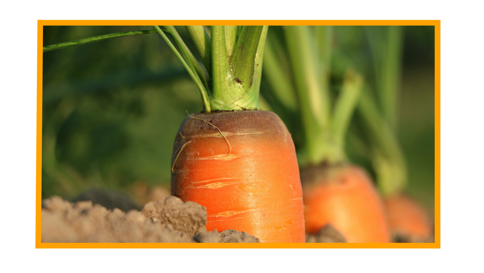 What To Plant In Your Garden This April?