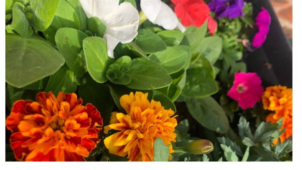 plant in your garden